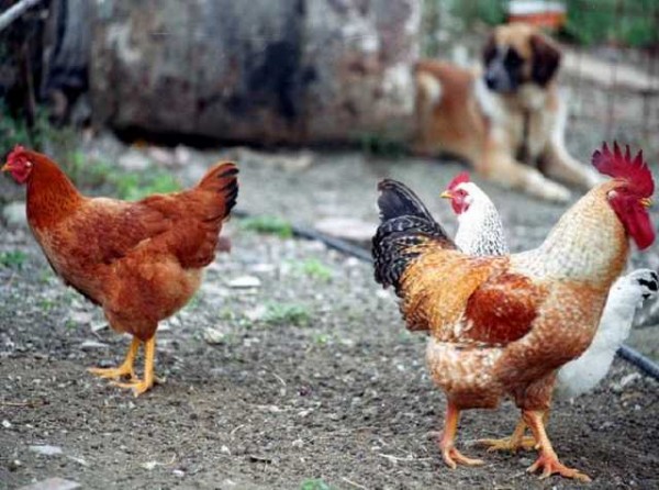 Συναγερμός για την γρίπη των πτηνών και στη Στερεά Ελλάδα