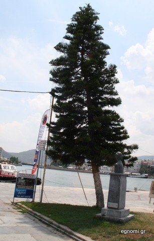 Το δένδρο της ... Πίζας στη Χαλκίδα
