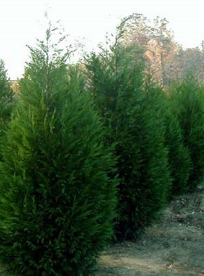 Κατακρεούργησαν δύο δένδρα στο Γυμνό