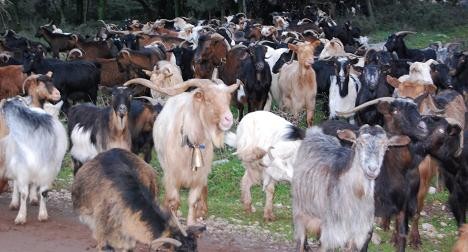 Έκλεψαν ολόκληρο κοπάδι με γίδια!