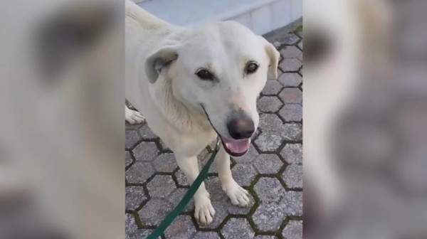 Πυροβόλησαν και σκότωσαν τον σκύλο Μπεν