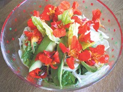 Πολύχρωμη σαλάτα