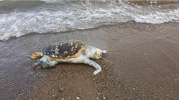Νεκρή θαλάσσια χελώνα στο Λευκαντί