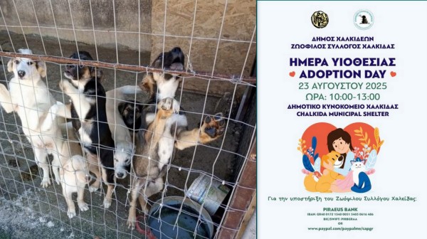ΧΑΛΚΙΔΑ: Ημέρα Υιοθεσίας ζώων από τον Δήμο Χαλκιδέων και τον Ζωόφιλο Σύλλογο Χαλκίδας
