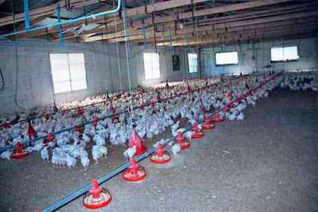 Πήγαν για πλιάτσικο σε πτηνοτροφείο στο Αφράτι