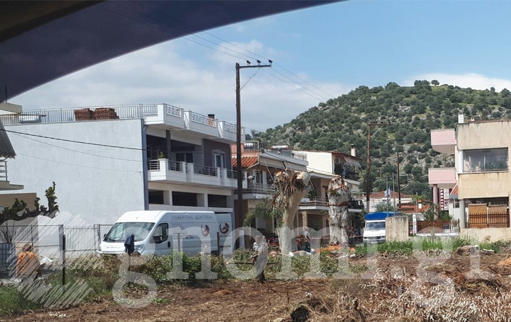 ΕΡΕΤΡΙΑ: Αναστάτωση με την κοπή δύο ευκαλύπτων