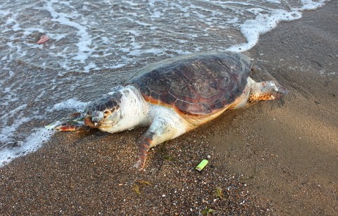 ΣΤΕΡΕΑ ΕΛΛΑΔΑ: Βρέθηκε νεκρή χελώνα καρέτα-καρέτα