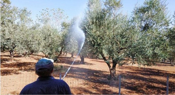 ΔΗΜΟΣ ΕΡΕΤΡΙΑΣ: Ξεκινάει ο ψεκασμός για την καταπολέμηση του δάκου της ελιάς
