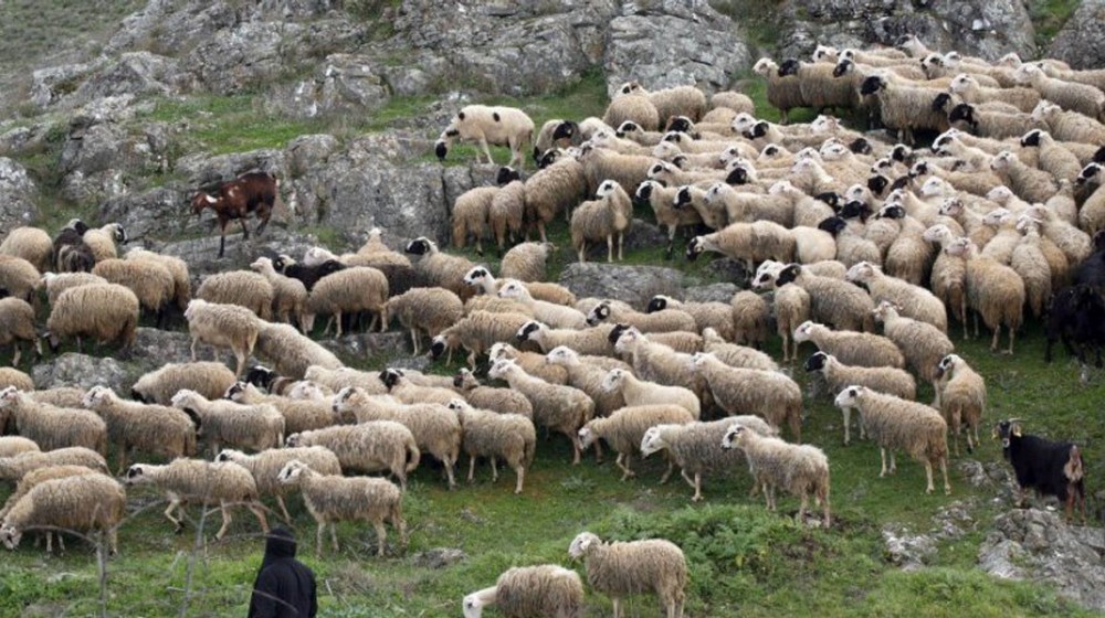 Έκτακτα μέτρα για την αντιμετώπιση της ευλογιάς των αιγοπροβάτων