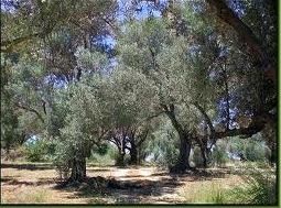 Ψεκάζουν ελαιόδεντρα