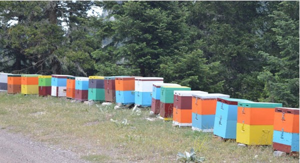 ΔΑΣΑΡΧΕΙΟ ΧΑΛΚΙΔΑΣ: Να απομακρυνθούν οι κυψέλες μελισσών από το δασικό οδικό δίκτυο