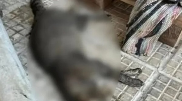 Συνταξιούχος αστυνομικός ο 56χρονος που δηλητηρίασε 24 γάτες - Του επιβλήθηκε πρόστιμο 60.000 ευρώ