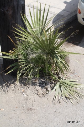 Ενα φοινικάκι ξεφυτρώνει στη Χαϊνά!