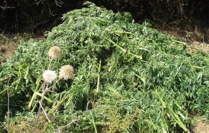 Κήπος με χασίς στην Αρτάκη