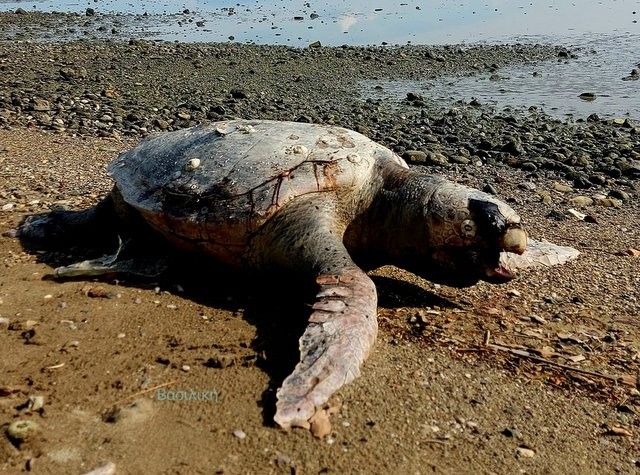 ΧΑΛΚΙΔΑ: Νεκρή θαλάσσια χελώνα στην παραλία της Λιανής Άμμου