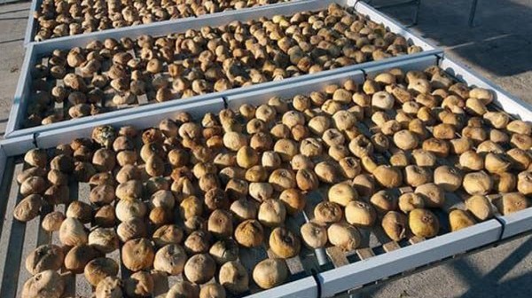 ΚΥΜΗ: Δραματική μείωση της παραγωγής ξηρών σύκων