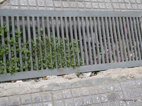 Φύτρωσαν αγριόχορτα κάτω από τη σχάρα