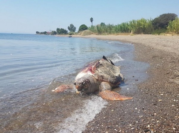 ΑΓΙΟΣ ΜΗΝΑΣ ΔΡΟΣΙΑΣ: Θαλάσσια χελώνα ξεβράστηκε νεκρή