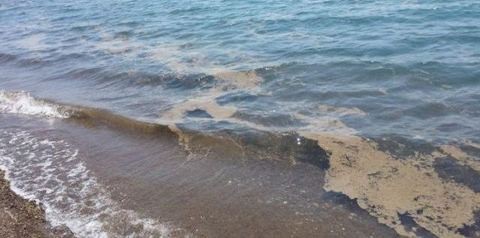 Ορατό το φαινόμενο ανάπτυξης του φυτοπλαγκτού στον Βόρειο Ευβοϊκό