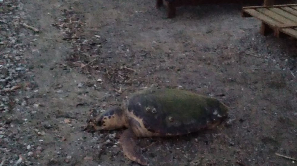 ΧΑΛΚΙΔΑ: Η θάλασσα ...ξέβρασε νεκρή χελώνα στην πλαζ Συκιές