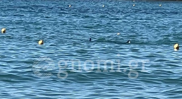 ΑΛΥΚΕΣ ΔΡΟΣΙΑΣ: Εμφανίστηκε ξιφίας στην παραλία το απόγευμα της Δευτέρας