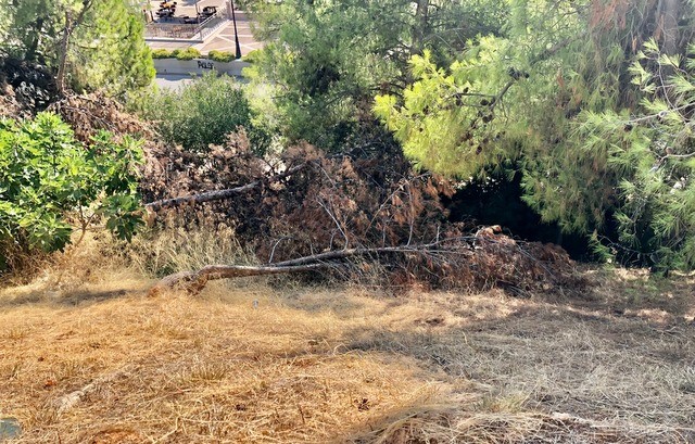 ΧΑΛΚΙΔΑ: Το άλσος της Κανήθου κινδυνεύει να γίνει ολοκαύτωμα και ο Δήμος κοιμάται  - Ακαθάριστο, γεμάτο ξερόχορτα και πεσμένα δένδρα