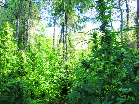 Νέα χασισοφυτεία στην Αμφιθέα Διρφύων