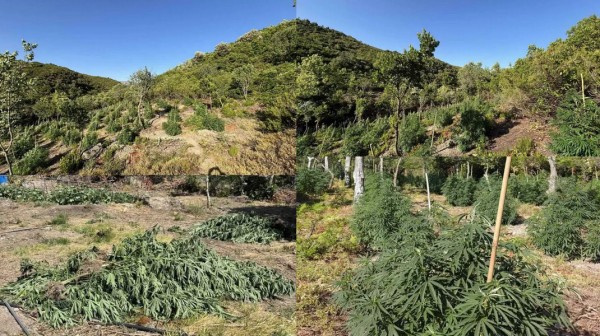 Οκταμελής σπείρα είχε φυτέψει 2000 δενδρύλλια χασίς σε δύσβατες περιοχές της Εύβοιας και της Βοιωτίας