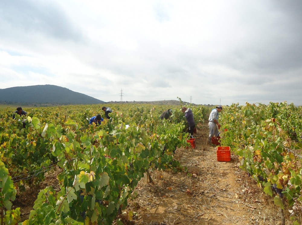 ΕΥΒΟΙΑ: Ξεκίνησαν οι δηλώσεις συγκομιδής σταφυλιών από τους αμπελουργούς
