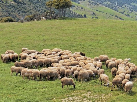Οι κτηνοτρόφοι της Στερεάς Ελλάδας εντάχθηκαν στα μέτρα στήριξης λόγω κορωνοϊού