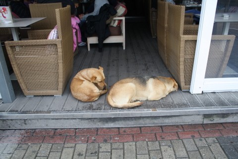 Οι ...πορτιέρηδες στο FLOCAFE