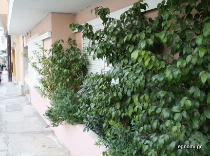 Καλέ κυρία, τα φυτά σας!