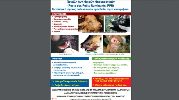 ΣΤΕΡΕΑ ΕΛΛΑΔΑ: Άρση των περιοριστικών μέτρων σφαγής λόγω της πανώλης των μικρών μηρυκαστικών