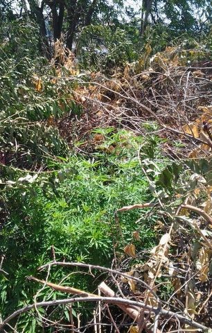 Καλλιεργούσε δενδρύλλια χασίς σε χωράφι στη Λάμψακο