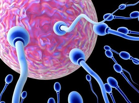 Καρύδια για γερό σπέρμα