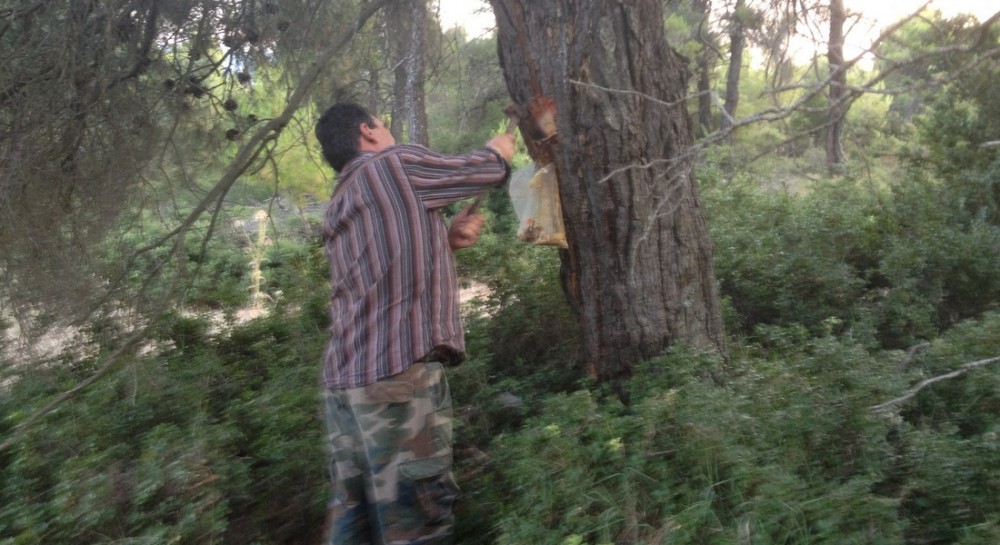 ΒΟΡΕΙΑ ΕΥΒΟΙΑ: Απεργία και συγκέντρωση ρητινοκαλλιεργητών