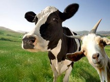 Το γάλα της μαύρης αγελάδας και το γάλα της κατσίκας