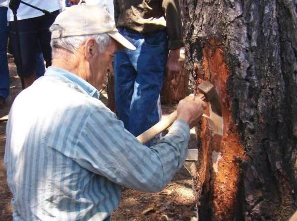 Νέα έκτακτη οικονομική ενίσχυση 2,3 εκατ. ευρώ προς ρητινοκαλλιεργητές