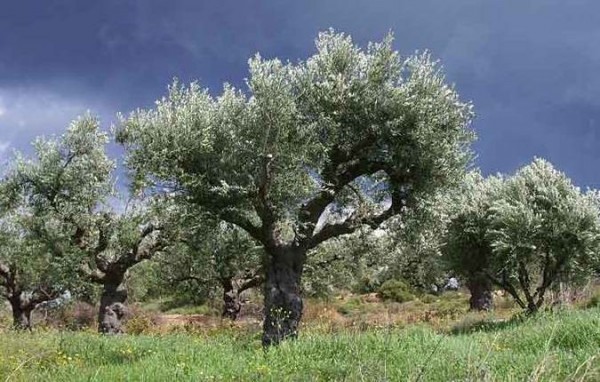 Ζητήστε λεφτά από την Κομισιόν για αποζημίωση των ελαιοπαραγωγών