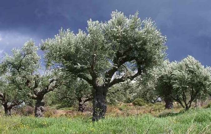 Ζητήστε λεφτά από την Κομισιόν για αποζημίωση των ελαιοπαραγωγών