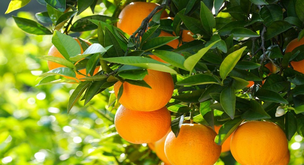 ΔΡΟΣΙΑ ΧΑΛΚΙΔΑΣ: Στα ...μανταλάκια για λίγα πορτοκάλια