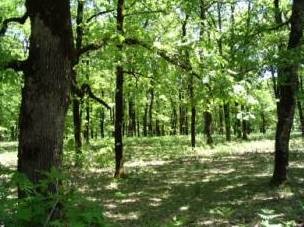 Κι άλλο πράσινο στο Πράσινο