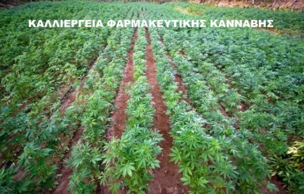 Επένδυση καλλιέργειας φαρμακευτικής κάνναβης στη ...γειτονιά μας