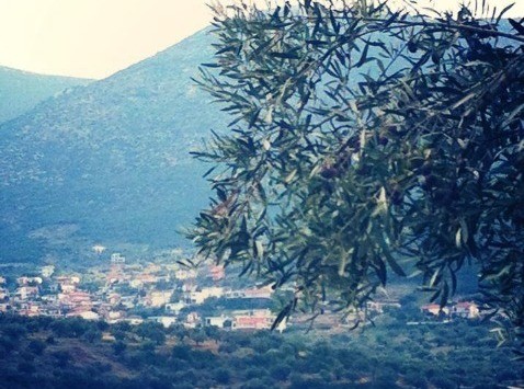 Καθιερώνεται γιορτή ελιάς και ελαιολάδου στα Λουκίσια
