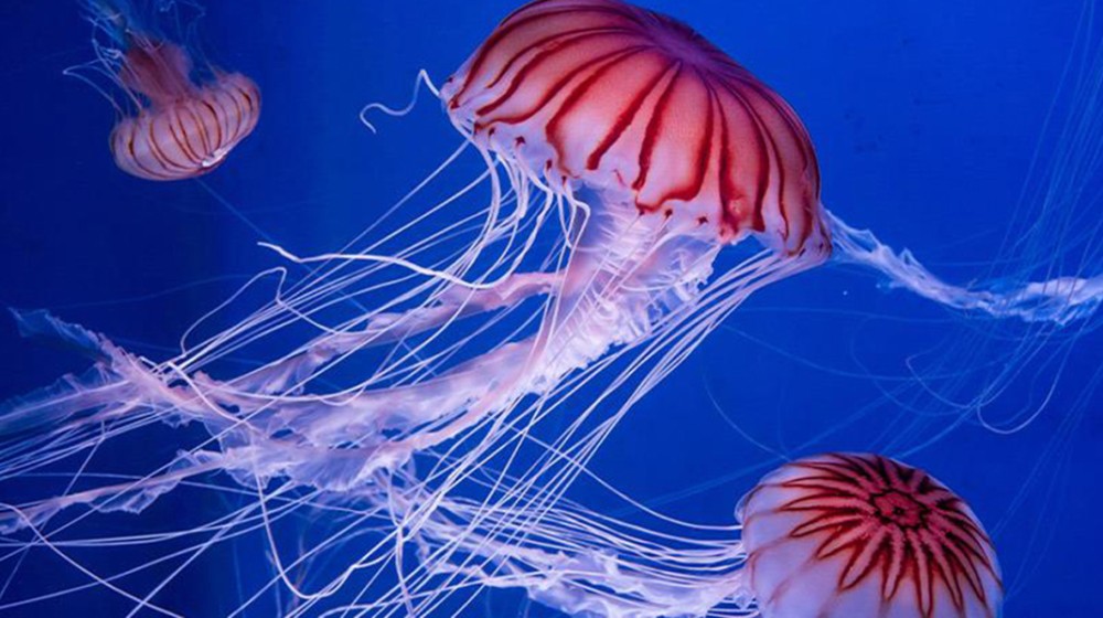 Τι πρέπει να κάνετε αν σας τσιμπήσει μωβ μέδουσα;