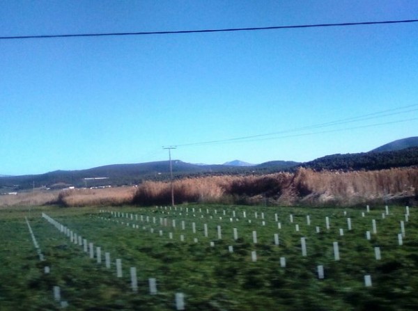 ΚΟΛΟΒΡΕΧΤΗΣ: Προσωρινή αναστολή των αδειών για τα φωτοβολταϊκά από την Πολεοδομία του Δήμου Χαλκιδέων