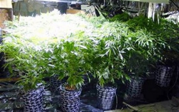 Χασισοφυτεία σε ντουλάπα!