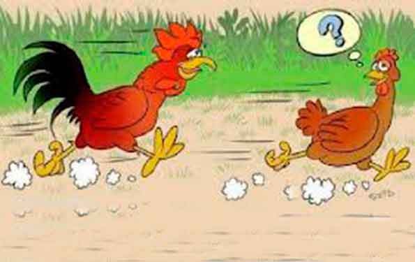 Γιατί σκόνταψε η κότα???