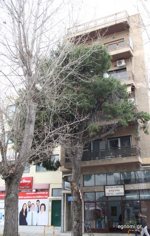 Κοντεύει να μπει μέσα στην πολυκατοικία το πεύκο