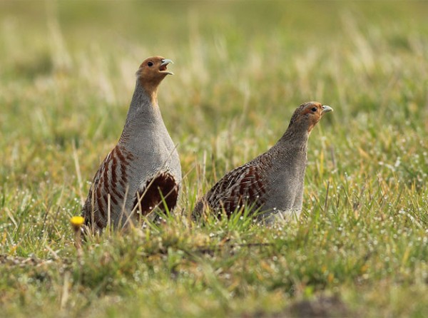 Πρόσκληση για υποβολή αιτήσεων σε δράση για την προστασία της άγριας ορνιθοπανίδας